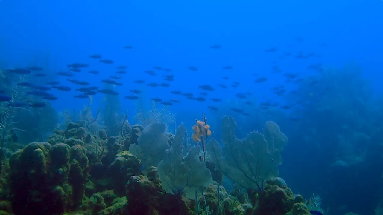 Un cardumen cruzando el agua azul sobre el arrecife