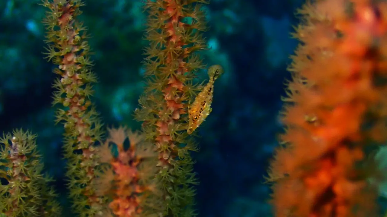 Coral naranja y vida marina vistos de cerca