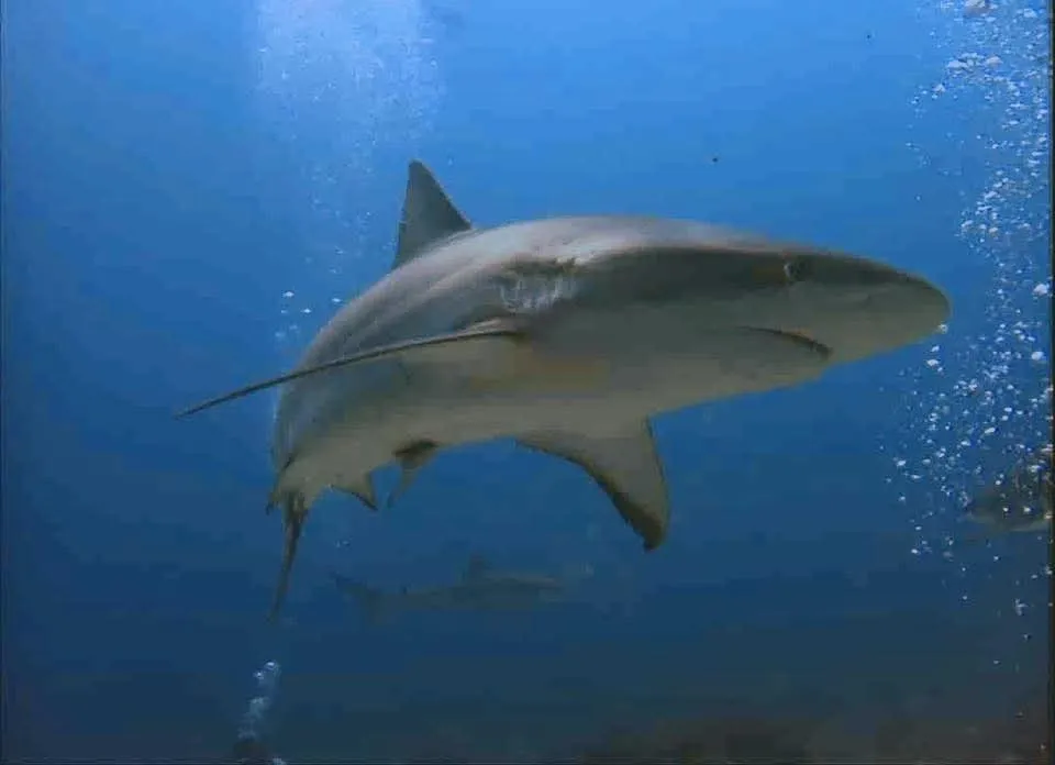 Un tiburón de arrecife del Caribe nadando en agua azul